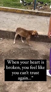 136K views · 7.8K reactions | Every time a dog is rescued off the streets and brought into a warm, loving home, an angel gets its wings ❤️ | Puppy Rescue | Facebook