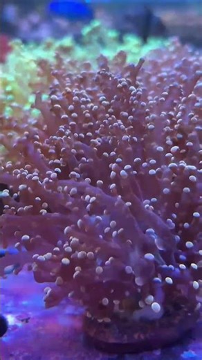 🌊 Aussie Frogspawn Coral | Vibrant Euphyllia for Reef Aquariums 🐠✨ #aquarium #reeftank #coralreef