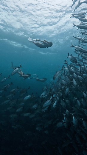 Embracing the depths with a synchronized dance – freediving in harmony with the mesmerizing jacks. 🌊 🧜‍♀️ @lunapring / @farrahsubmerged / @jayyvega 🎥✍️: @diver.jaypz #freediving #freedive #freedivinggirls #underwater #underwaterworld #balicasagisland #balicasag #panglao #bohol #gopro #deepblue #deepbluecoast