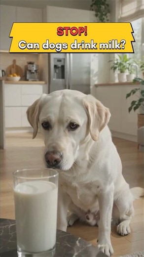Can Dogs Drink Milk? 🐶🥛 The Truth Every Dog Owner Must Know!