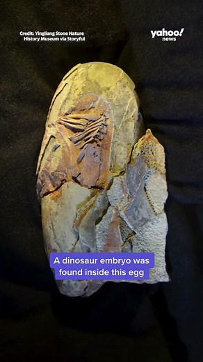 66 Million-Year-Old Dinosaur Egg Found in China