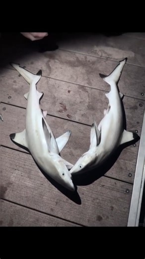 Stomp Singapore on Instagram: "Sentosa Development Corporation makes police report after woman allegedly catches sharks while fishing on island. Read more on stomp.sg"