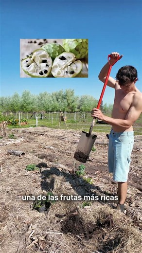 5 PLANTAS CLAVE