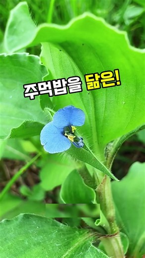 사마귀풀 #닭의장풀 #달개비 #압척초 #약초 #산야초 #여름약초 #건강차 #나물 #자연약초