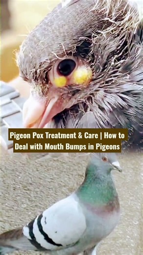 Pigeon Pox Treatment & Care | How to Deal with Mouth Bumps in Pigeons