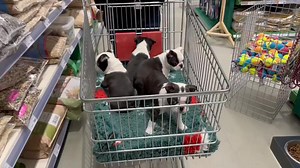 5.1K views · 252 reactions |  Boston Terrier pups' adorable shopping stroll!  | Boston Terrier World | Facebook