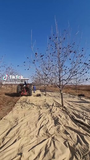 #farmlife #SAMA28 #pecan #southafrica #fyp #farmtok #johndeere @Marnu😎