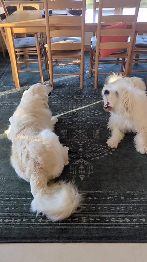  Barking in video. Lots of barking. Last year, the Golden Girl (on...