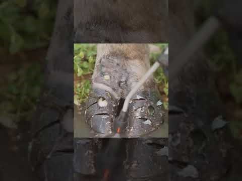 Gentle Hoof Care: Effective Solutions for Common Hoof Challenges