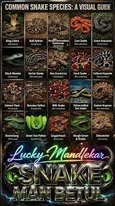 Common Snake Species Guide 🐍 | Kaun Dangerous? Kaun Safe? (Must Watch!)