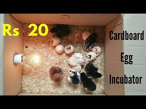 How To Make an Egg Incubator at Home || Cardboard Box Egg Incubator || Egg Hatched