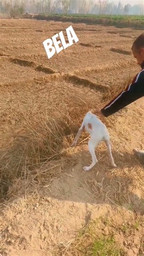 #pointreyes #edit #animals# poiter