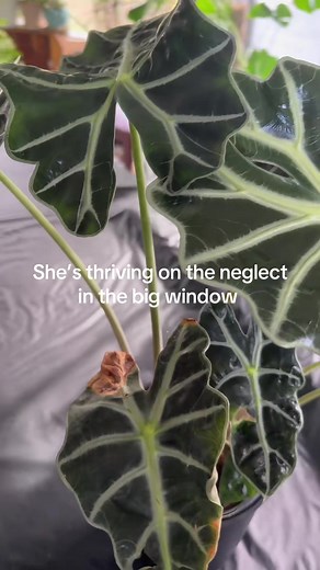 Will my Alocasia bully me after I repot her? PROBABLY, but we love how happy she is right now! #plantsoftiktok #alocasiacare