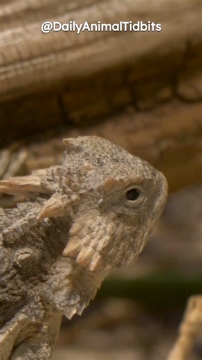SHOCKING 😱 Animal Facts! Horned Lizards: The Blood-Shooting Marvels of the Desert! #shorts #animals #fyp #viral #lizard #animal