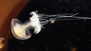 Mind readers: Caltech scientists find way to watch jellyfish's brain activity