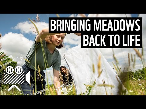 Bringing Meadows Back To Life | UK Nature Restoration Series | WWF