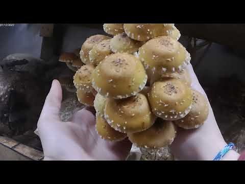 Harvesting Chestnut and Pioppino mushrooms