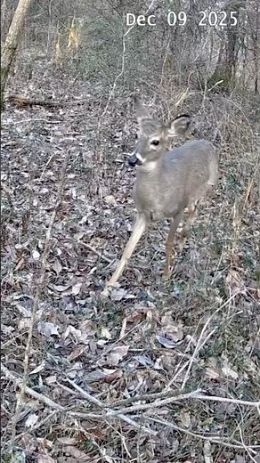 Baby Deer Up Close in the Woods 🦌🌲 #shorts