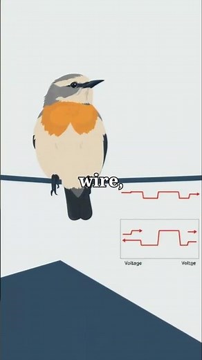 “Why Don’t Birds Get Electrocuted on Power Lines? 🐦⚡ | Simple Science Explained”#ytshorts #facts