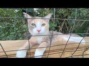 Building a new deck with pressure treated lumber from Home Depot and update on animals and koi fish!