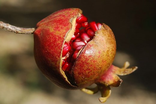 21 Amazing Exotic Fruits You Didn't Know But Should
