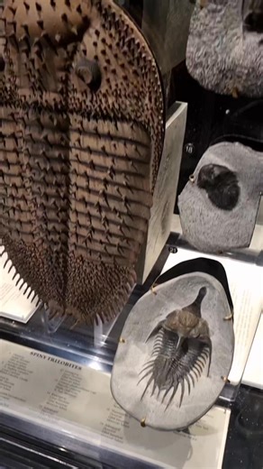 335K views · 13K reactions | Each and every single trilobite had lived, loved, and died before the first dinosaurs appeared. Are trilobites the perfect fossils for Halloween?  These trilobites are on display at the Thanksgiving Point Museum of Ancient Life were already fossils under the feet of dinosaurs. Let that sink in. | Dr Dean Lomax - Palaeontologist | Facebook