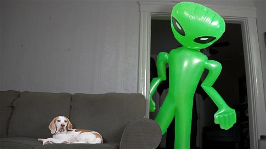 Beagle dog stays unfazed by giant alien, hilarious reaction