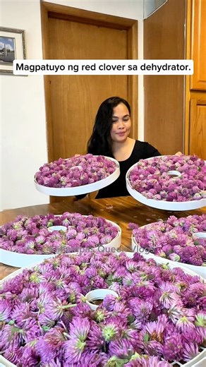 Red clover is a flowering plant that has been used traditionally for its medicinal properties. Some potential benefits of red clover include: menopausal symptoms, bone health, heart health, skin health. #redclover #trendingreel | Kahampas Queen Vlogs