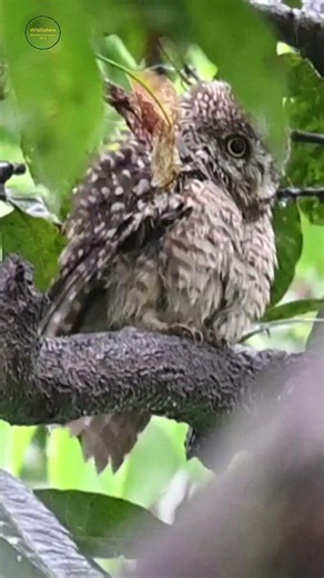 Spotted owlet on a rainy day