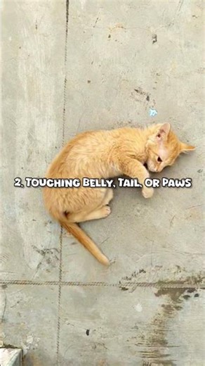 Common Daily Mistakes cat Parents Make😺 #shorts #catshorts #catcare #petparent #kitten #cat#ytshorts