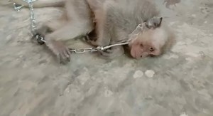 YouTube ‘Monkey Haters’ Form Private Group Where Members Are Paying to Have Baby Monkeys Tortured and Killed on Camera