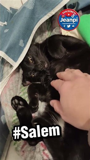 🐈 #salem #pets #happy pets #cats