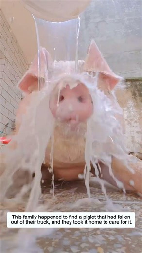 This Family Rescued a Piglet That Fell From a Truck and Gave It a Loving Home.