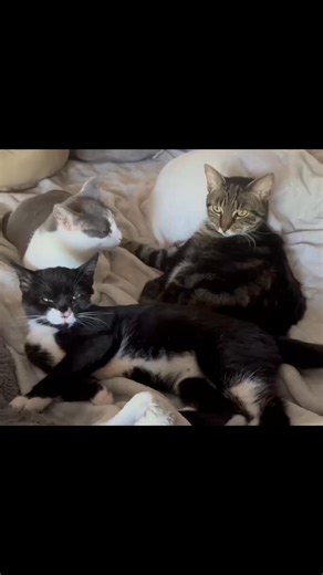 When the cuddle puddle didn’t go according to plan. 😾😆 | Fluffymuff Productions