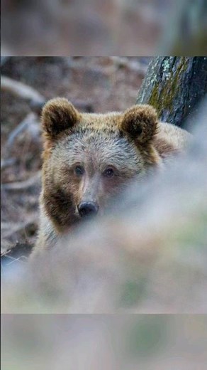Himalayan Brown Bear Close encounter | Himachal Pradesh| Chamba | Wildlife Photography| Brown Bear
