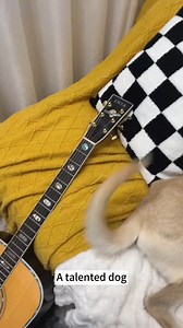 16K views · 430 reactions | Funny Dog Tails.... #dog #dogsoftiktok #dogsofttiktok #dogsofinstagram #dogs | Pup Army | Facebook