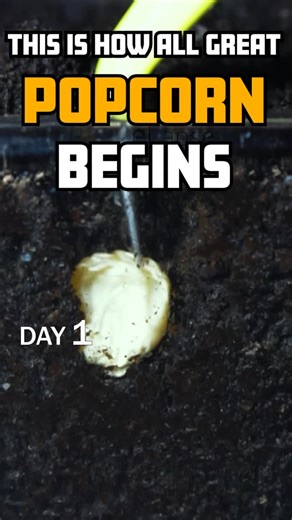 eLapse on Instagram: "🌱 Watch a Corn Kernel Come to Life! 🌽 This timelapse captures the magic hidden beneath the soil — from seed to sprout in just seconds! Corn, like all plants, begins with a single kernel packed with potential. As it absorbs water and warmth, the seed wakes up, sending roots downward and a shoot upward — driven by light, gravity, and biology. ✨ Fun Fact: Corn is a monocot, which means it grows with one seed leaf (cotyledon). It’s one of the world’s most important crops — us