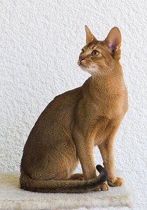 Abyssinian cat - Alchetron, The Free Social Encyclopedia