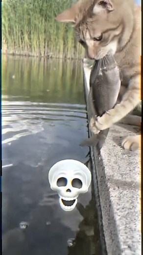 Ce Chat Utilise un Piège Ingénieux pour Attraper un Poisson ! 😳🐱🐟.