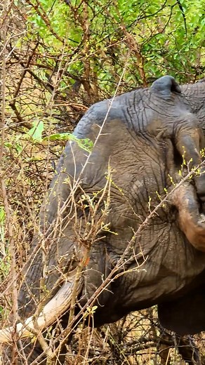70K views · 546 reactions | This elephant lost its ear! | Rob The Ranger Wildlife Videos | Facebook