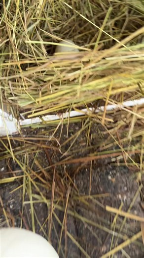 Dumpling made her first nest and laid an egg. I was gonna put it in the incubator but she fought me so hard to protect it so I’ll see if she lays any more and goes broody. #duck #callduck #homestead #farm
