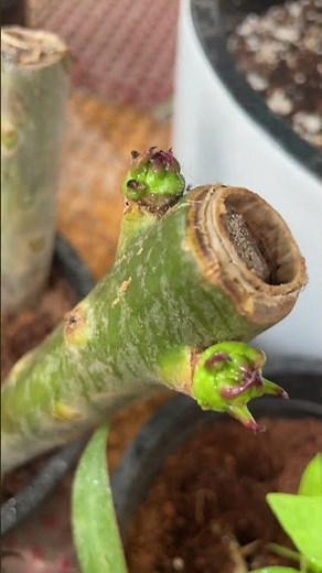 Plumeria Cutting in Water 🌱 | Rooting Success + Blooms 💧🌼