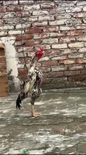 Java ashil roster ki awaaz subscribe my YouTube channel 🙏🥰