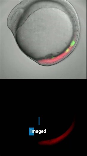 Oscillations everywhere! Studying gene expression and pattern formation 🖥️🐟 #zebrafish #biology