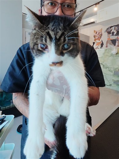 This kitty cat got scared and bit my finger 😿 This cat is Sylvester. A 4 year old male DSH which has some sort of a neurological problem that affects his mobility. He also has a genetic problem on his eyes. He recently lost his brother cat that helps him with grooming. Today he came for a basic grooming, dematting and deshedding. He was not that spicy but he bit me when he got startled with the blow dry because i was handling him very lighty due to his condition 😿. We are also on Youtube, Inst