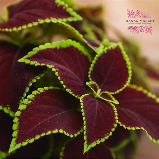 25 Sun Chocolate Mint Coleus Seeds: Vibrant Foliage Plant - Etsy