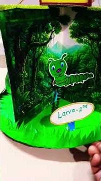 LIFE CYCLE OF BUTTERFLY ( WORKING MODEL ) SCIENCE PROJECT