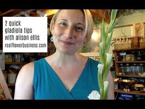 2 Quick Gladiola Tips