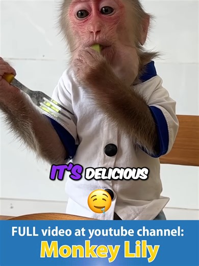 Monkey Learns To Eat With A Fork! Adorable Eating Habits #monkey #lily