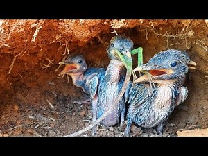 So Calm, Yet So Wild: Baby Bird Swallows Giant Green Lizard Whole!!!